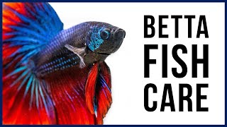 How to Care for Your New Betta Fish [upl. by Nahallac]