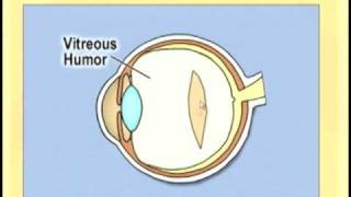 Ophthlmology Lecture  Eye Anatomy Part 2 [upl. by Ennaed]