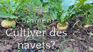 Comment faire pousser des navets [upl. by Janet]