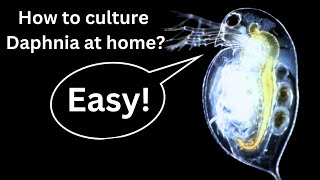 BEST Live Fish Food Beginner guide How to Culture Daphnia at home [upl. by Backler]