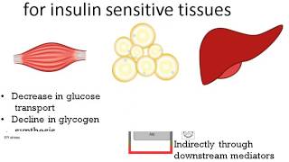 192Obesity amp Insulin Resistance [upl. by Atirak]