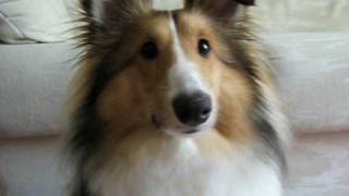 Sheltie Surprise  Puppy Shetland Sheepdog [upl. by Euqirrne]