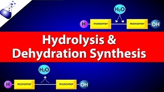 Hydrolysis and Dehydration Synthesis [upl. by Rundgren]