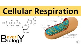 Mitochondria Overview Structure and Function [upl. by Lowery173]