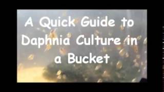 How to culture daphnia outside [upl. by Aronel]