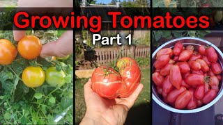 How To Grow Tomatoes From Seed  The Definitive Guide For Beginners Part 1 [upl. by Nerrad935]