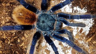 Arachnid Diversity  Eightlegged Diversity Spiders and Their Kin [upl. by Knipe]