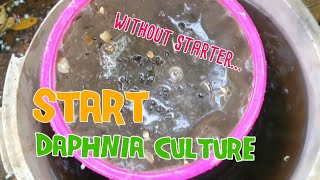 How to culture daphnia moina the easy way 1  Starting the Daphnia culture [upl. by Noma]