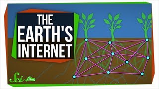 The Earths Internet How Fungi Help Plants Communicate [upl. by Norok861]