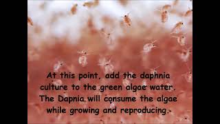 Daphnia  How to grow daphnia in your home [upl. by Ahsekan228]