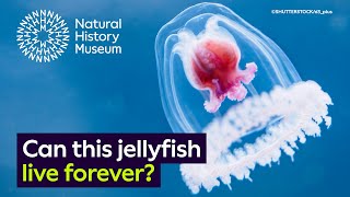 The immortal jellyfish is it possible to live forever [upl. by Starinsky]