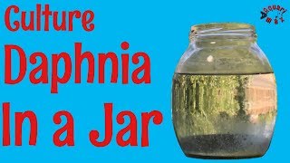 How to Culture Daphnia in a Jar [upl. by Arimahs]