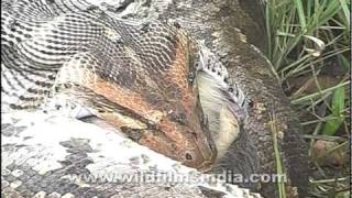 Python swallows a monkey whole [upl. by Einnov]