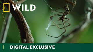 Discover the amazing diversity of spider webs  Wild Hunters  National Geographic Wild UK [upl. by Hobey]