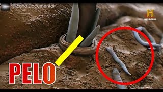 Documental  INVISIBLE 40 cosas que el ojo no ve History Channel HD [upl. by Liddle]