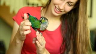 Crimson Bellied Conures make awesome friends [upl. by Novit]