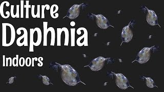 How to Culture Daphnia [upl. by Sulohcin]