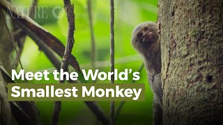 Meet the Worlds Smallest Monkey [upl. by Jennilee]