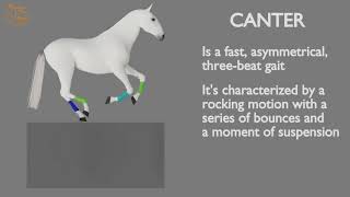 HORSE GAITS PART 03  CANTER CYCLE ANALYSIS [upl. by Sliwa]