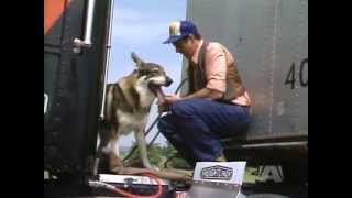 The Littlest Hobo Season 5 Episode 5 Trucker [upl. by Ralston]