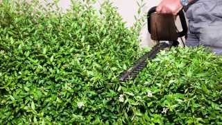 A Focus on Privet hedging All you need to know about Ligustrum ovalifolium [upl. by Xyla814]