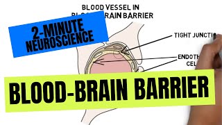 2Minute Neuroscience BloodBrain Barrier [upl. by Hniv]