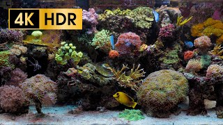 Coral Reef Aquarium  4K HDR 60 fps  no loop [upl. by Annij318]