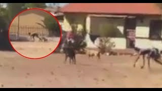 STRANGE HALF HUMAN HALF DOG FOUND IN SOUTH AFRICA [upl. by Aitnahs]