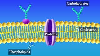 Cell Membrane Structure and Function [upl. by Ybhsa]