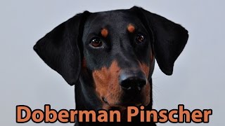 The Right Companion Doberman Pinscher [upl. by Sidoeht]