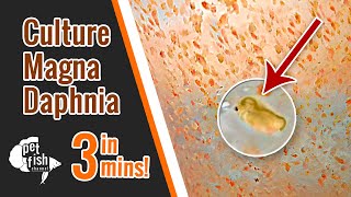 How to culture DAPHNIA MAGNA  The easy way [upl. by Meyeroff930]