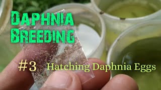 Daphnia Culture made simple and easy 3  Hatching Daphnia eggs [upl. by Neve]