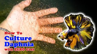 How to Culture Daphnia with ZERO Cost  Unlimited Live Food For Our Fish [upl. by Anoved]