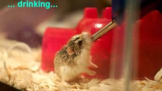 The Story of My Cute Roborovski Dwarf Hamster [upl. by Welles]