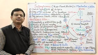 Diabetes Mellitus Part10 Mechanism of Action of Sulfonylurease  Antidiabetic Drugs  Diabetes [upl. by Niknar744]