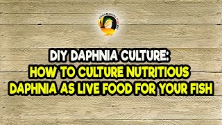 DIY Daphnia Culture How to Culture Nutritious Daphnia as Live Food for Your Fish [upl. by Eniac]