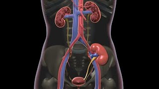 Hyperacute Rejection of Transplanted Organs [upl. by Eillat]