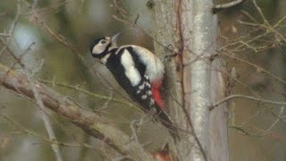 Greater Spotted Woodpecker [upl. by Arlana]