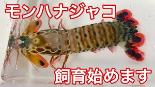 超危険生物のモンハナシャコの飼育始めます [upl. by Meier]