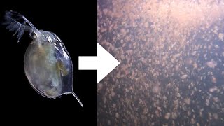 How I Culture Daphnia [upl. by Oibesue]