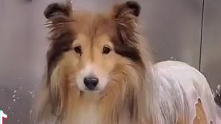 Adorable Sheltie  Senior Shetland Sheepdog [upl. by Ailhad]