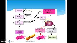 ISCHEMIA REPERFUSION INJURY [upl. by Baer]