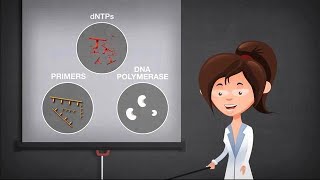 Basics of PCR [upl. by Eirrol160]