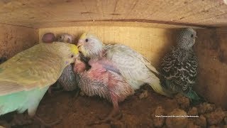 Parakeet Chicks Sounds Inside Nest Box  Blue amp Cream Baby Budgie [upl. by Carlos547]