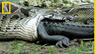 Rare  Ce python avale un alligator vivant [upl. by Odracir492]