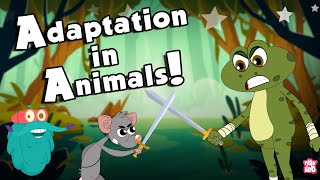 ANIMALS ADAPTATION  How Adaptation In Animals Work  The Dr Binocs Show  Peekaboo Kidz [upl. by Odelinda941]