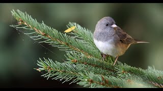 How does Black eyed Junco sound  Bird Call  Chatter Sounds  Attract [upl. by Philipines]