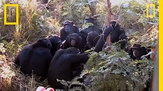 Chimps quotMournquot Nineyearolds Death  National Geographic [upl. by Stanzel]