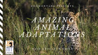 Amazing Animal Adaptations [upl. by Eilerua]