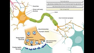 Intro to Neuroscience [upl. by Ecaidnac875]